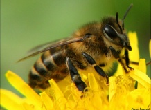 Спасти пчел помогут растения на вашем дачном участке