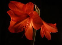 Amaryllis