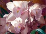 Лучшая композиция из орхидей даст возможность вести свой бизнесс