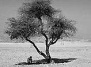 В Синайской пустыне найдено самое древнее дерево в Египте - ему 3559 лет