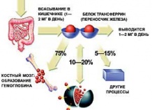 Дефицит железа в организмах восполнят растения