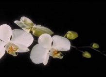 В Израиль репатриировались 500 видов орхидей