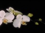 В Израиль репатриировались 500 видов орхидей