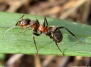 Взаимовыгодное партнерство: муравьи, акации, жирафы...