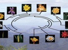 Древо эволюции цветов выросло очень быстро