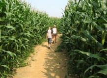 Лабиринт на кукурузном поле