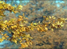 Все лиственные деревья имеют „термостат”, поддерживающий температуру