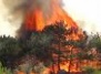 В Латвии могут объявить чрезвычайную ситуацию из-за пожаров