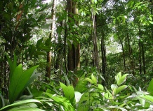 Инвесторы вкладывают деньги в тропические леса