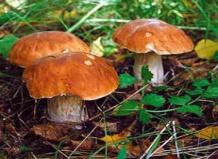 Создан рейтинг самых опасных грибов