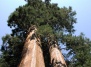 В Швеции нашли самое древнее в мире дерево