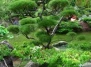 Поэзия японского сада