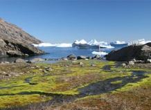Раньше Гренландию покрывали леса