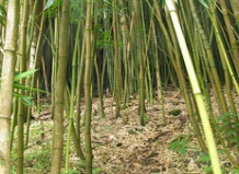 Расшифрован генетический код бамбука