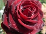 Роза - цветок памяти