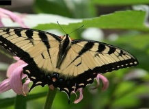 Различные виды насекомых бабочек: от бабочки махао до капустницы - мир бабочек на Ваш Сад