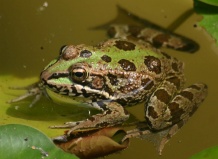 Днестр - дом для многих видов жаб, тритонов и ляшушек: от озерных до остромордых - земноводные на Ваш Сад