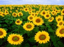 Прославленные Ван Гогом подсолнухи: солнцеликие цветы и повсеместно употребляемые семена