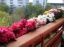 Озеленение дизайна интерьера балкона и украшение оформления балкона цветами – озеленение на Ваш Сад