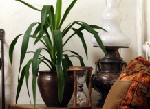 Выбираем правильный уход за комнатными домашними растениями – домашние растения на Ваш Сад