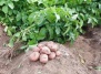 Технологии посадки, возделывания и выращивания картофеля - картофель на Ваш Сад