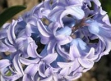 Гиацинтов цветочный фейерверк