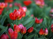 Тюльпаны – страсть Персии и Турции (Часть 1) - тюльпаны на Ваш Сад