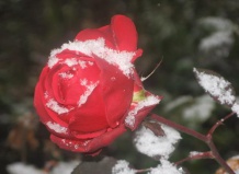 Защищаем куст розы от морозов