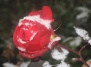 Защищаем куст розы от морозов