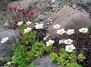 Камнеломка - популярное садовое растение