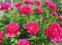 Пион – любимец Поднебесной  - пионы на Ваш Сад