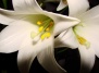 Сказание о лилиях, белая лилия как символ невинности, чистоты и непорочности - лилия на Ваш Сад