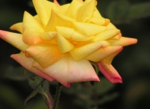 Роза в древнем Египте и Греции, легенды о возникновении розы, царица цветов - роза на Ваш Сад
