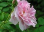 Роза как величайшая страсть величайшей Римской Империи - Роза у древних на Ваш Сад