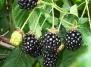 Полезные свойства ягод различных сортов ежевики - ежевика на Ваш Сад