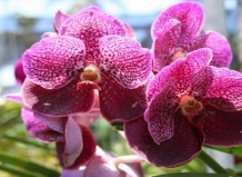 Уход за цветущими цветами орхидеи: от черной до белой орхидеи 