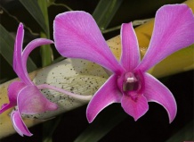 Выращивание комнатных орхидей, коллекция из различных видов и сортов орхидеи на Ваш Сад