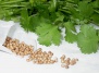 Выращивание кориандра, свойства семян и молотого кориандра - кориандр на Ваш Сад