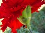 Гвоздика – цветок свиданий и вечной любви, роль гвоздики в истории Европы на Ваш Сад