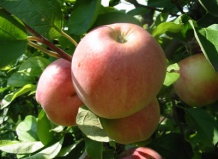 Сбор и хранения урожая яблок - урожай яблок в Вашем Саду