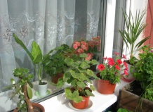 Комнатные растения - болезни, вредители и уход
