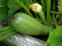 Выращивание, приготовление и консервирование кабачков - кабачок на Ваш Сад