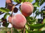 Полезные свойства различных сортов персиков - персик на Ваш Сад