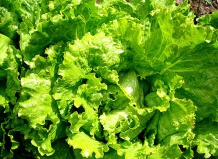 Зеленый салат в кулинарных рецептах 