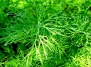 Выращивание укропа из семян, витамины и эфирные малса укропа - укроп на Ваш Сад