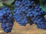 Виноградник: как обрезать виноград 