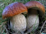 Выращивание грибов: как солить и сушить съедобные грибы - грибы на Ваш Сад