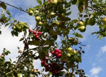 Осень. Уход за плодовыми деревьями на садовом участке