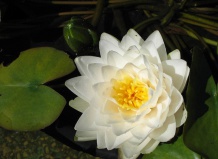 Цветы лилии: водяные цветы лилии - лилии на Ваш Сад