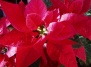 Растения Рождества (Часть 3). «Вифлеемская звезда» в Вашем доме - рождественская пуансеттия на Ваш Сад